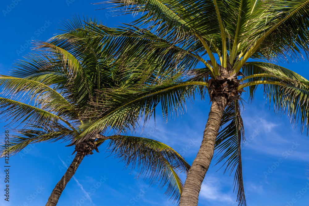 Fototapeta premium Tropical palm trees against a vibrant blue sky on a sunny day