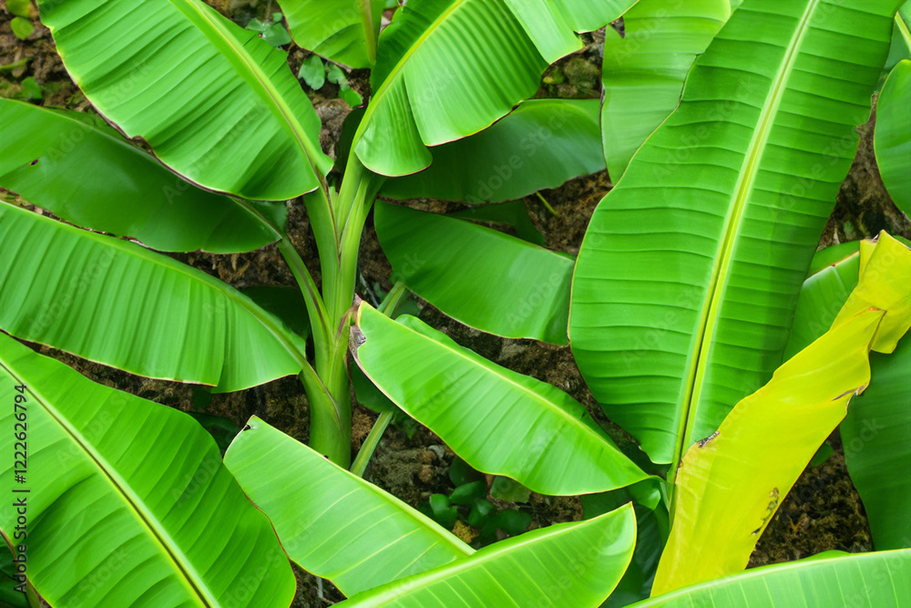 Obraz premium Nature's Canopy The Role of Green Banana Leaves in Forest Ecosystems