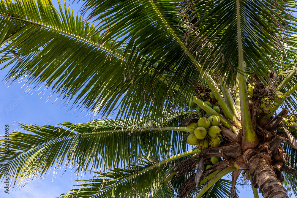 Fototapeta premium Tropical coconut palm tree with green fronds against blue sky