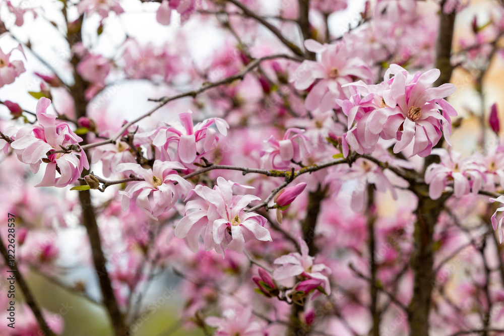 Blooming magnolia tree branch with flowers Blooming magnolia tree branch with flowers