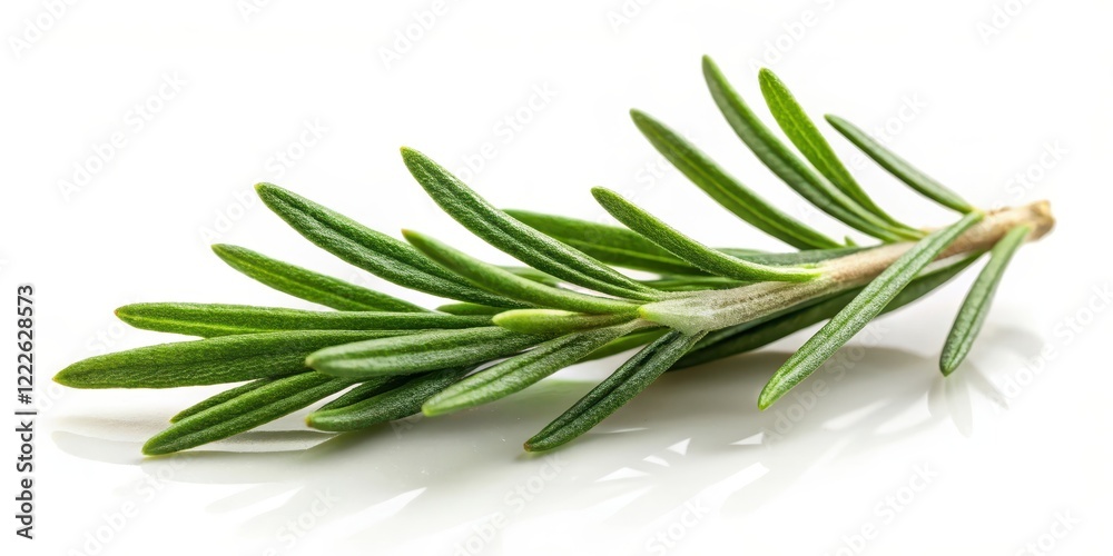 Obraz premium Herbal Rosemary Leaf on White Background, foliage, rosemary leaf, foliage, rosemary leaf