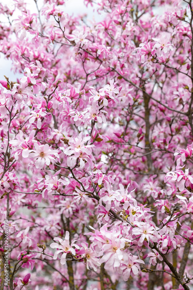 Bright pink magnolia flowers and buds on branches of a flowering tree Bright pink magnolia flowers and buds on branches of a flowering tree