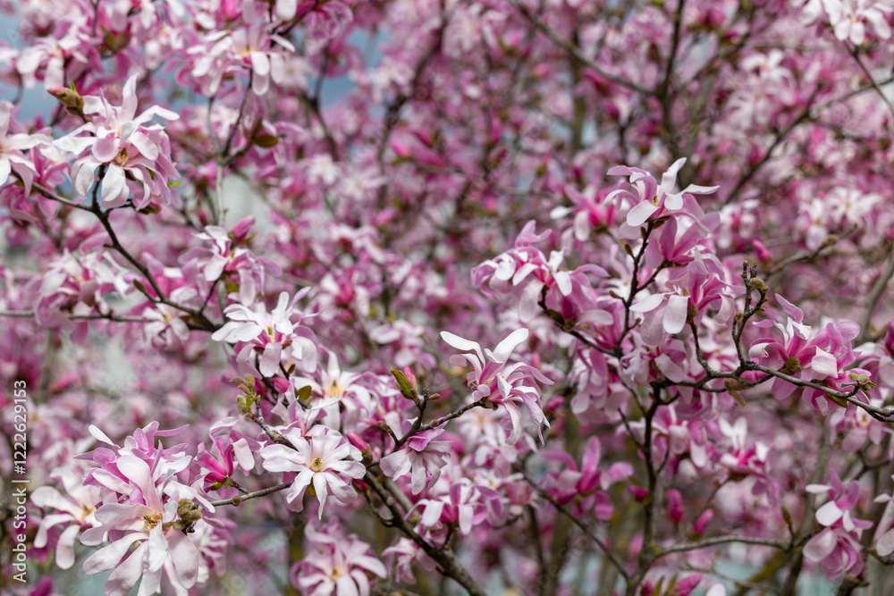 Nature background of flowering magnolia branches Nature background of flowering magnolia branches