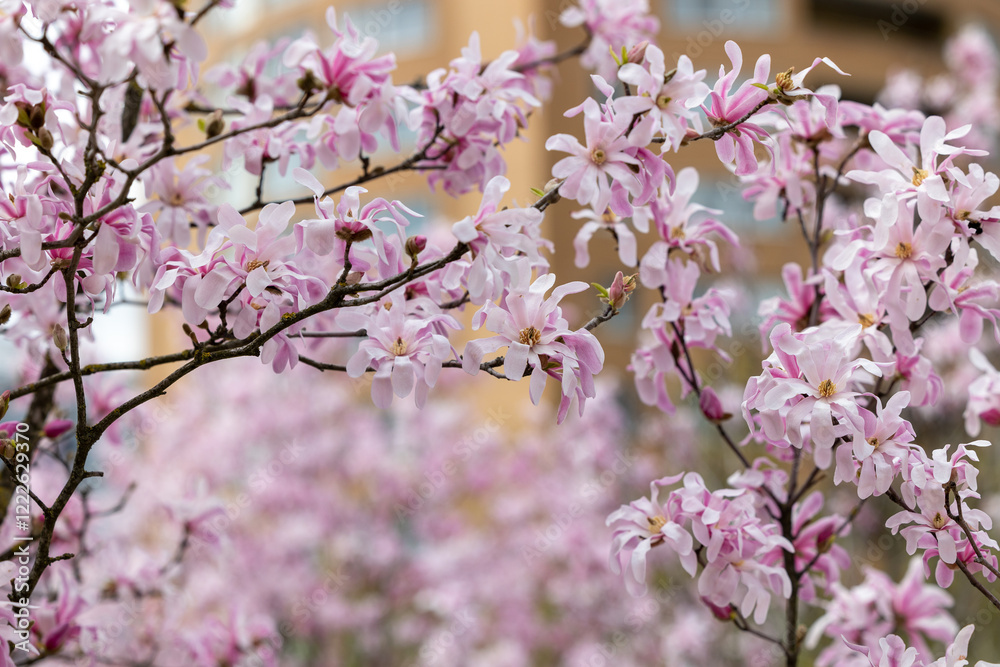 Branches of a flowering magnolia tree full of flowers Branches of a flowering magnolia tree full of flowers