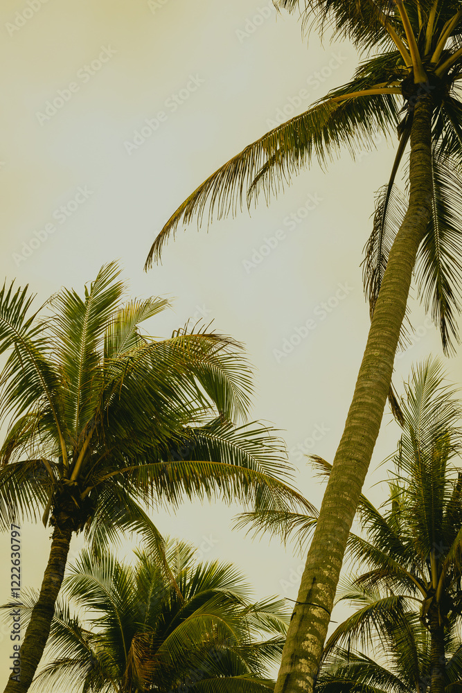 Fototapeta premium Tropical palm trees against overcast sky