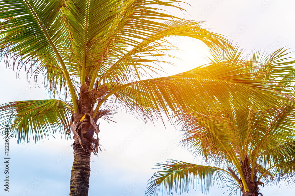 Fototapeta premium Sunny tropical palm trees against clear sky with radiant sunlight