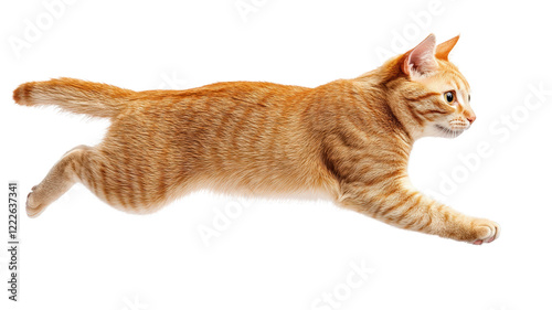 cat running and walking from side view, showcasing its agility and grace