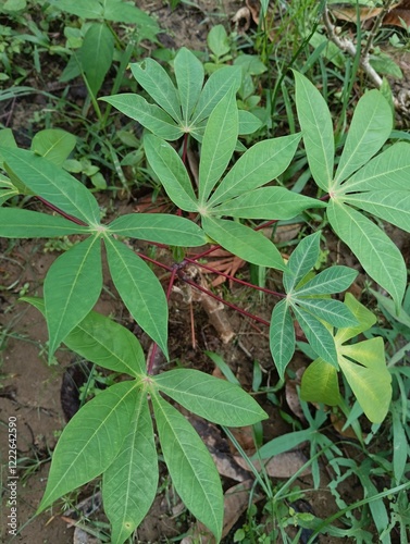 Cassava or sweet potato or Manihot esculenta sin. Manihot utilissima is a tropical and subtropical plant species from the Euphorbiaceae family that is known as a major source of carbohydrates and its 