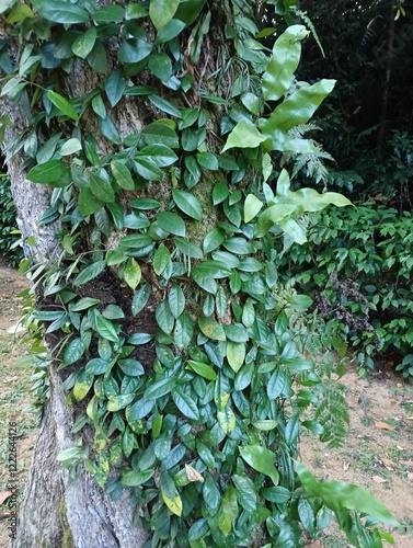 Wild tree TROPICAL PLANT ENCYCLOPEDIA
from the Apocynaceae family