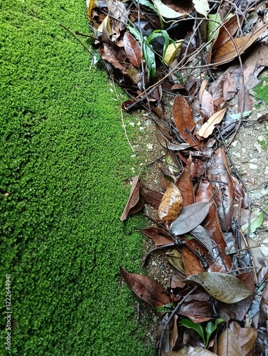 dry leaves and moss on the tropical forest floor