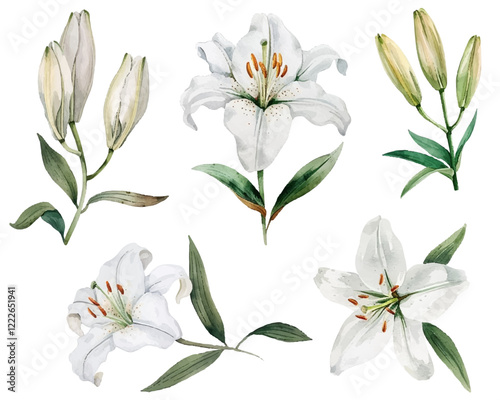 White lilies in various stages of bloom delicate vector illustration. Green l...