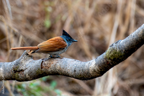 Indian Paradise Fly Catcher on the branch of tree in forest photo