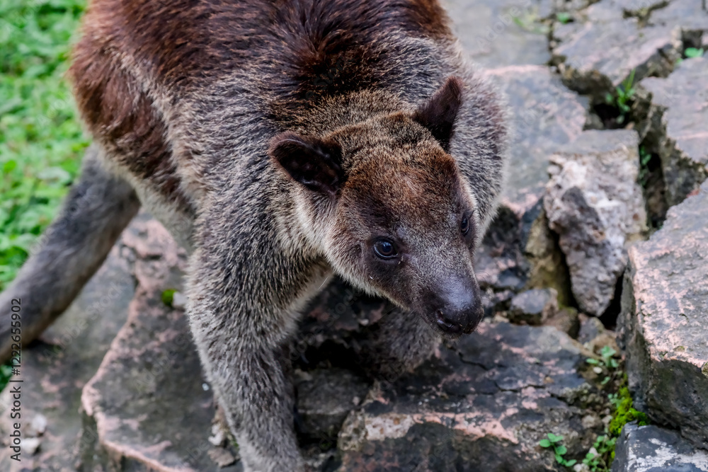 Fototapeta premium The Grizzled Tree-Kangaroo (Dendrolagus inustus) is a tree-dwelling
