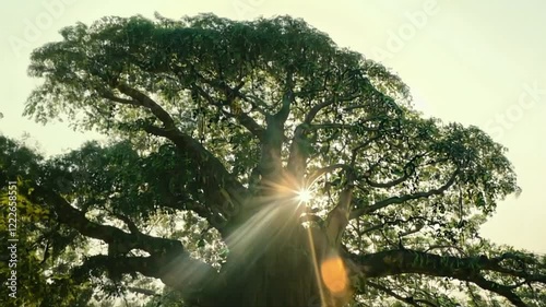Masterpiece Documentary The Tallest and Largest Banyan Tree in Breathtaking Detail