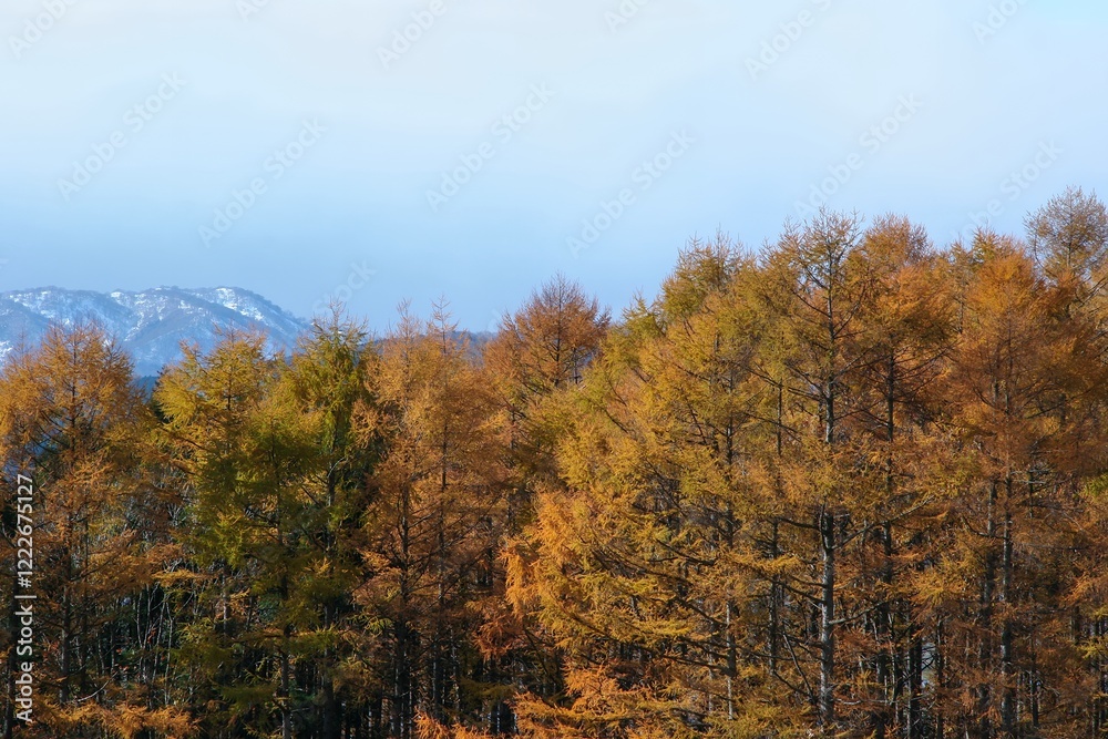 Fototapeta premium 黄葉とカラマツ林