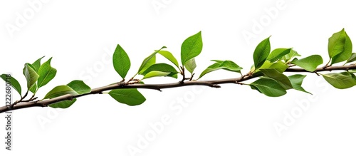 Green twig with vibrant leaves on a white background, extending horizontally with varying leaf sizes and shades of green throughout the branch.