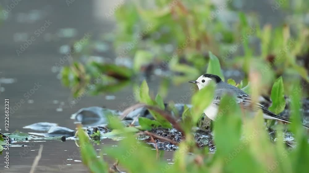 Ave aguzanieves Motacilla alba entre hierbas mira a cámara y sale volando, Beniarres, España