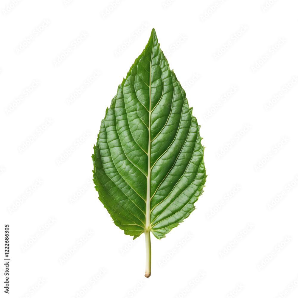 Large Green Weed Leaf with Detailed Veins Isolated on Transparent Background. Large Green Weed Leaf with Detailed Veins Isolated on Transparent Background.
