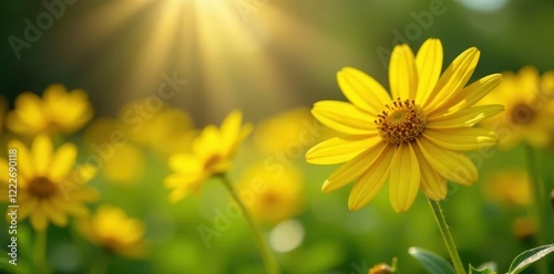 Bright yellow flowers of Bidens Ferulifolia bloom in summer sunlight, Bidens Ferulifolia, Wildflowers photo