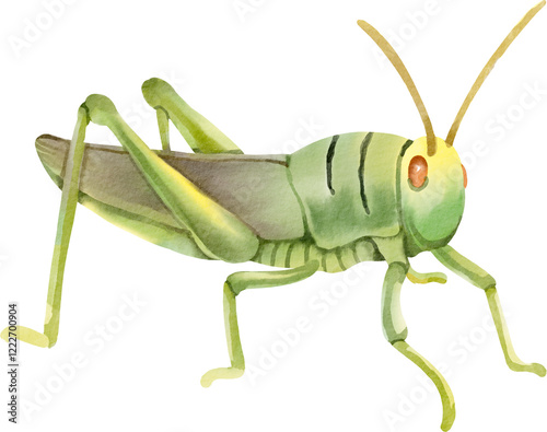 watercolor grasshopper