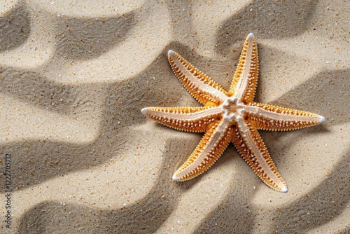 Starfish on sand outdoors invertebrate echinoderm.