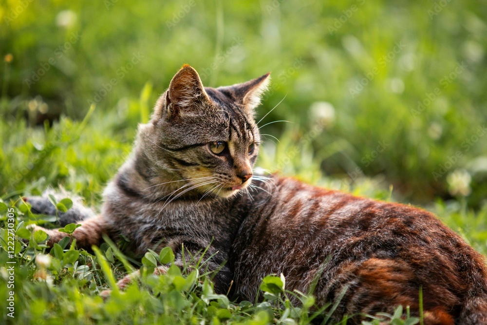cat on the grass cat on the grass