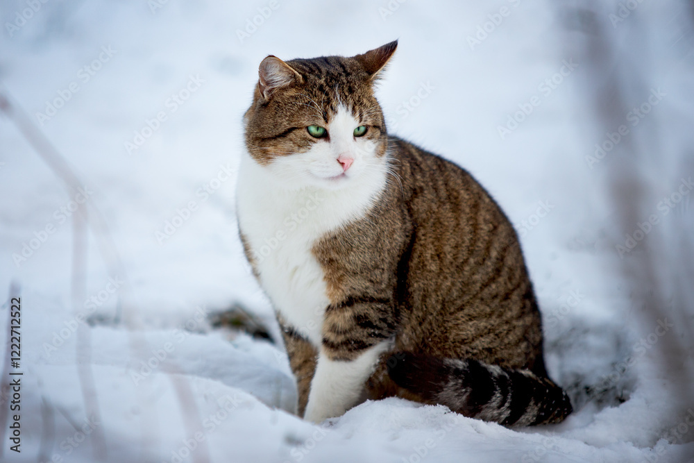 cat in snow cat in snow