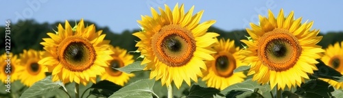 Sunflowers bloom in a field, sunny day. Nature background, summer vibe