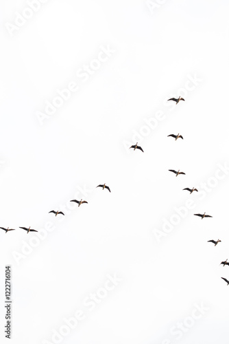 A flight of wild geese in v-formation against an overcast sky.