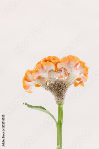 Celosia argentea cristata orange flower.