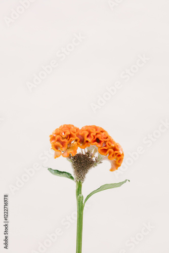 Celosia argentea cristata orange flower.