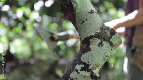 Cocoa Harvest and Climate Change, Hands of farmers gathering cocoa pods in a muddy plantation, showcasing the traditional harvesting process. Cocoa farming faces increasing threats from global warming