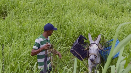 A farmer carefully plants a young tree in degraded tropical soil, contributing to reforestation efforts in vulnerable ecosystems affected by climate change. The restoration of native forests is good.