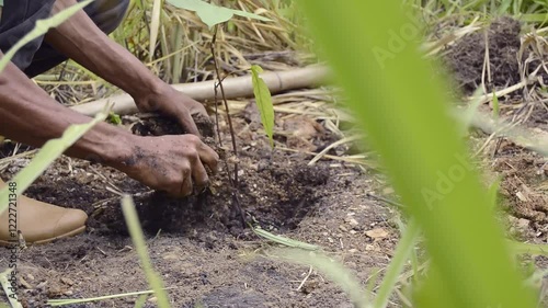 A farmer carefully plants a young tree in degraded tropical soil, contributing to reforestation efforts in vulnerable ecosystems affected by climate change. The restoration of native forests is good.