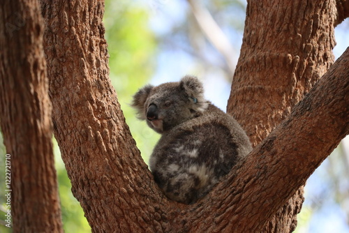 Wild Koala Resting in Eucalyptus tree South Australia
