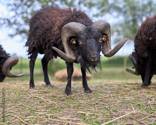 Male brown ouessant sheep on meadow