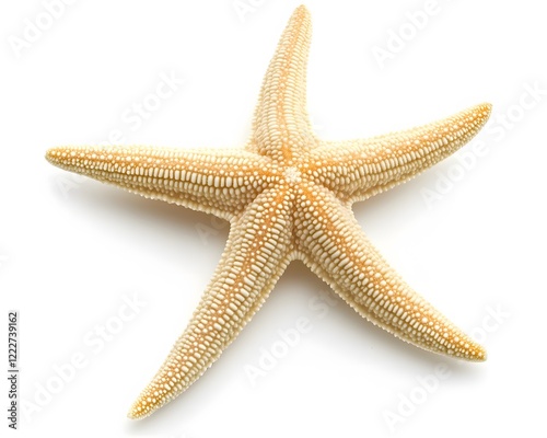 Detailed Closeup of a Beige Starfish on White Background