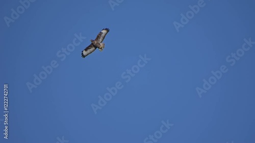 Wallpaper Mural Three Common Buzzards (Buteo buteo) circling. January, Kent, UK. [Slow motion x10] Torontodigital.ca