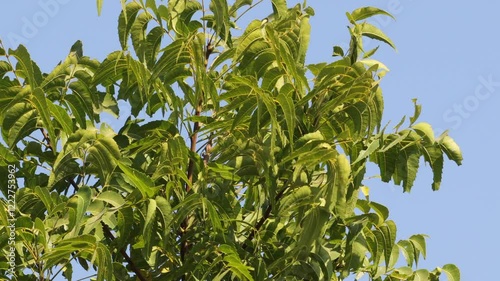 Neem tree leaves , close up view , windy day, Azadirachta indica branches of neem tree leaves on the beach exposed to the wind. natural medicine. indian ayurveda Medicine plant. blue sky background.
