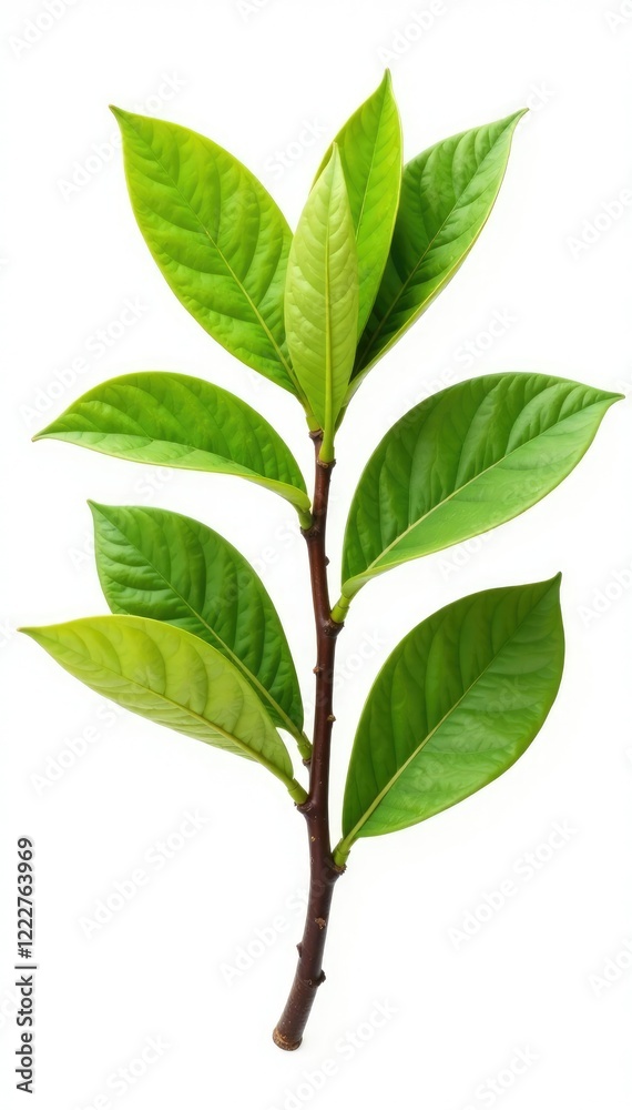 Fototapeta premium Fresh Ziziphus mauritiana branch with isolated leaf on white background, plant leaves, tropical plant