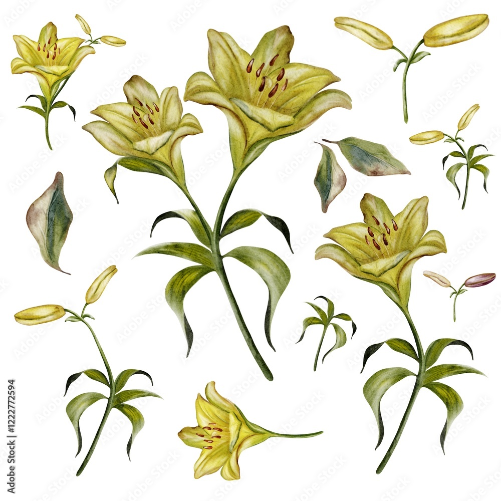 Fototapeta premium Watercolor set of isolated lilies with delicate petals on a white background