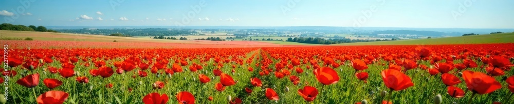 Field of poppies stretching towards the horizon, vast landscape, blue sky Field of poppies stretching towards the horizon, vast landscape, blue sky