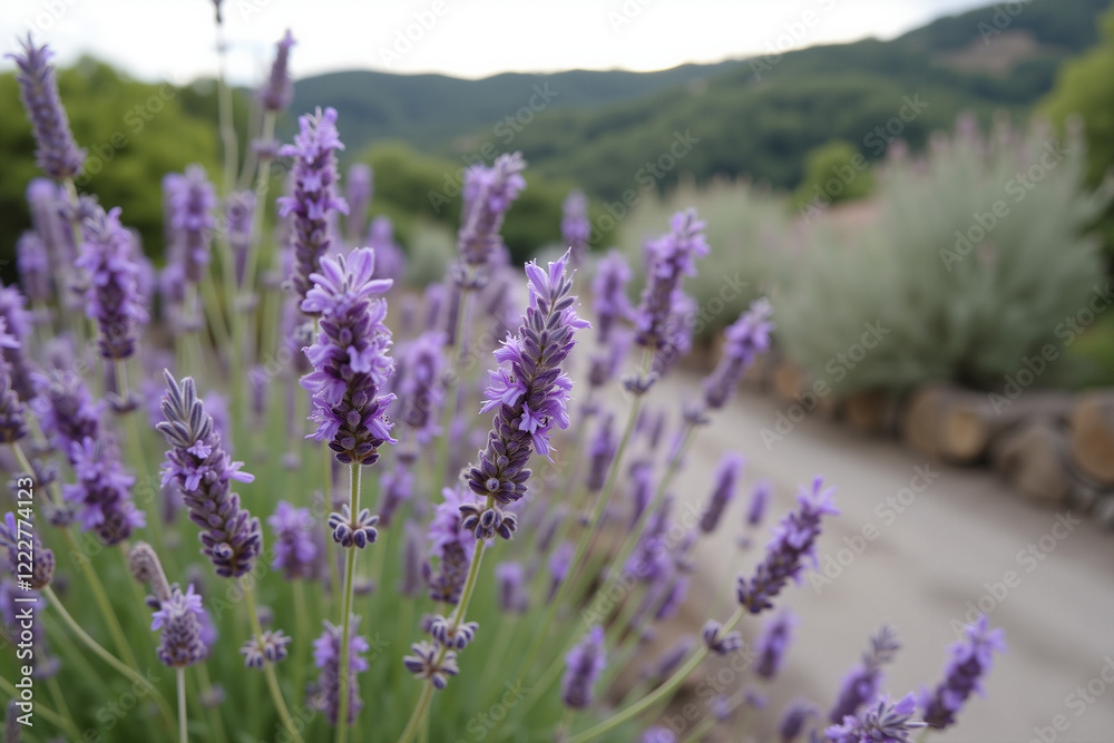 Lavender flowers swaying in rustic countryside breeze Lavender flowers swaying in rustic countryside breeze
