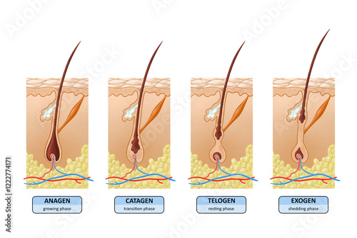 Stages of hair growth