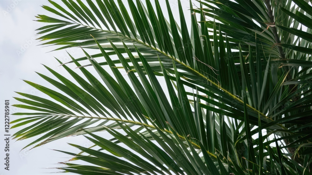 Fototapeta premium Lush green palm tree leaves arranged diagonally on the upper left side against a soft white background creating a tropical atmosphere