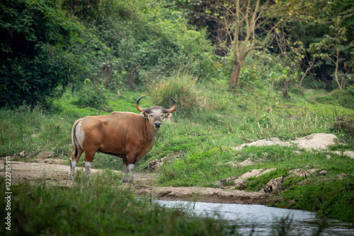 Banteng forage in the forests of Thailand.	 photo