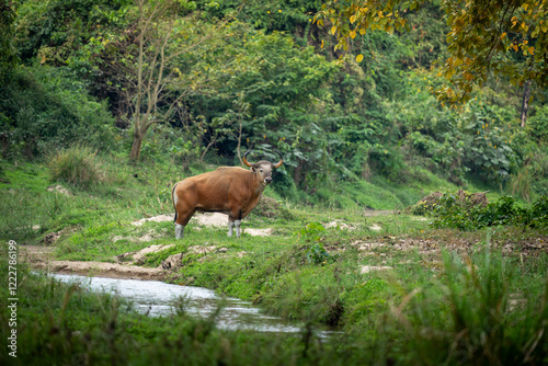 Banteng forage in the forests of Thailand.	