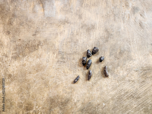 Rat droppings on the ground, unhygienic droppings.