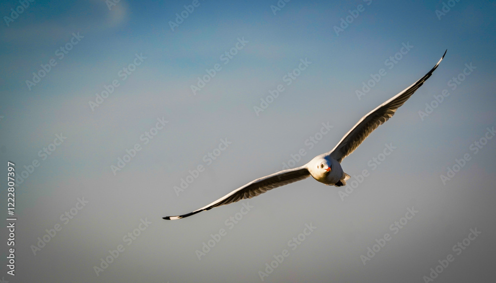the seagull flying in the nature with dramatic tone the seagull flying in the nature with dramatic tone