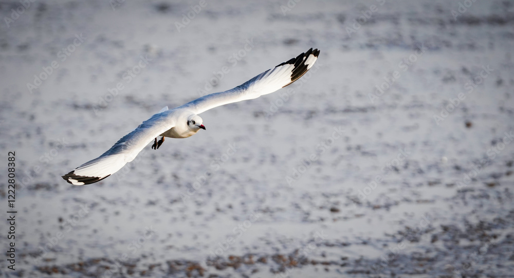 the seagull flying in the nature with dramatic tone the seagull flying in the nature with dramatic tone
